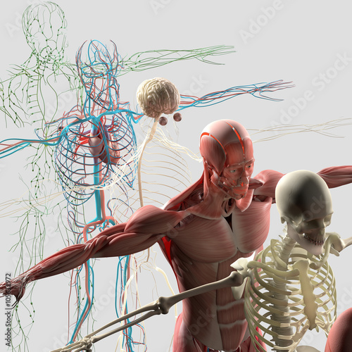 widok-rozstrzelanej-anatomii-czlowieka-zdekonstruowany-pokazujacy-oddzielne-czesci-miesnie-narzady-kosci-kreatywne