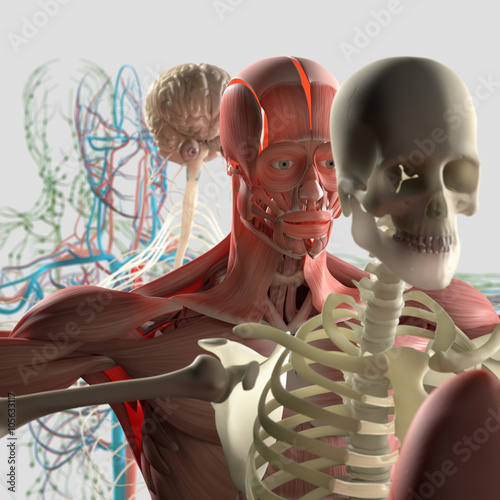 Nowoczesny obraz na płótnie Anatomia ludzkiego ciała