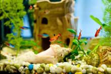 Cute Little Fish In An Aquarium