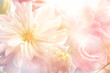 Leinwandbild Motiv Pink peony flower background