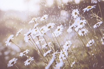 Wall Mural - Daisy flower in spring rain