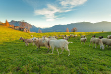 Farm With Sheep And Goats