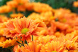 Orange flowers with orange background