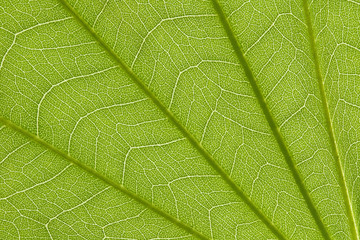 Wall Mural - Stem and leaf texture for pattern