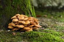 Mushroom And Moss