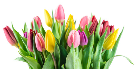 bouquet of tulips closeup, isolated on a white background