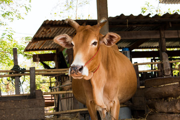 Cattle farm in Thailand