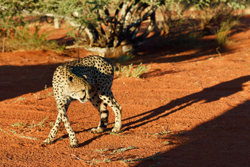 Wall Mural - africa. namibia. cheetah
