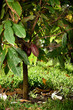 cacao pod on tree