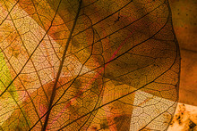  Leaf Texture - Detail
