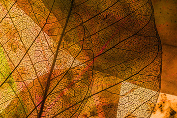 Wall Mural - leaf texture - detail