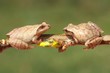 Spring Peepers (Pseudacris crucifer)