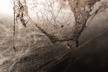Wall Mural - old cobwebs on the wall as background