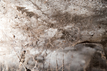Wall Mural - old cobwebs on the wall as background