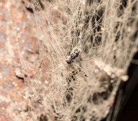 Wall Mural - old web as background