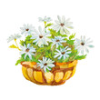 White daisies in the pot on the white background. Watercolor vector illustration with summer flowers.