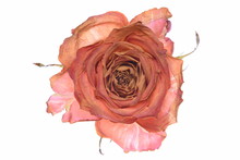 Single Dry Rose Isolated On White Background