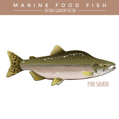 Wall Mural - Pink Salmon. Marine Food Fish