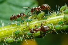 Ants Taking Care Of Aphids