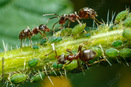 Zdjęcie XXL Mrówki opiekujące się mszycami