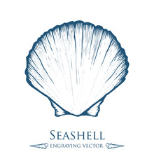 Seashell, Sea Shell, Nature Ocean Aquatic Underwater Vector. Hand Drawn Marine Engraving Illustration On White Background