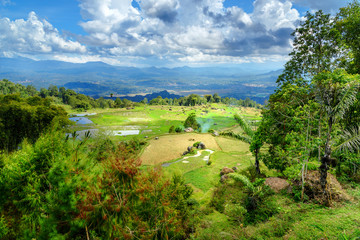 Wall Mural - Green rice field  in Tana Toraja