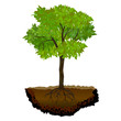 tree growing in the soil