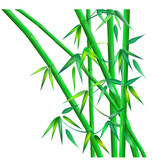 Fototapeta Sypialnia - Green bamboo. Hand drawn vector illustration on white background