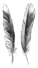 Watercolor Black And White Monochrome Feather Set Isolated
