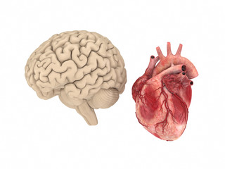 Poster - Human brain and heart on white background.