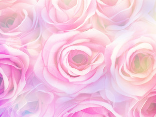 Wall Mural - beauty pink rose