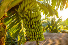 Green Banana Bunch On The Banana Plantation On Canarian Island