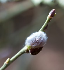 Blossom of hazel close up, spring card