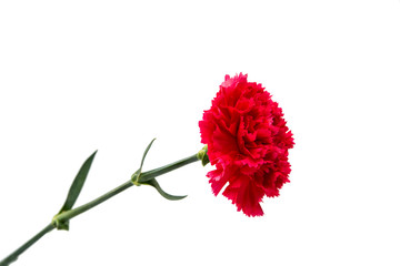 Wall Mural - carnation flower isolated