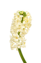 Cream Hyacinth Flower