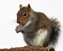 Close Up Of A Grey Squirrel Eating Peanuts On A Tree Trunk