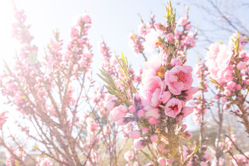 Sticker - Spring tree blossom against sunny sky