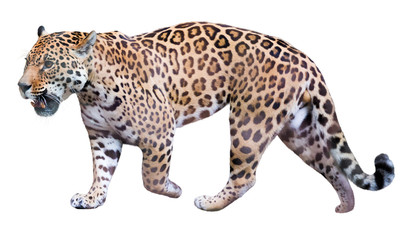 movement jaguar