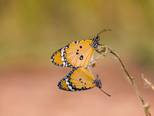 Two Butterfly, Season For Breeding Of Butterfly