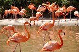 Fototapeta Zwierzęta - Flamingo Friends