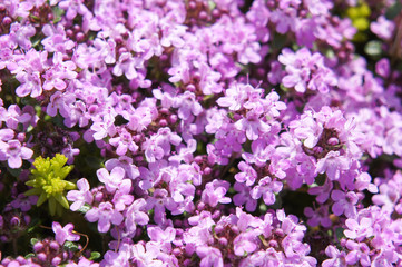 Wall Mural - Thymus serpyllum purple flowers