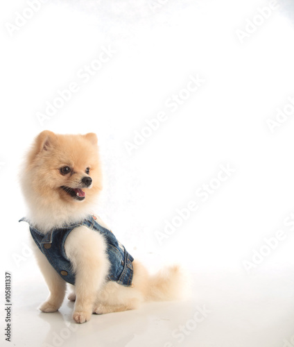 Soft Pomeranian Dog Short Hair On White Background Buy This