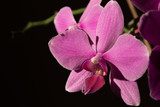 Fototapeta Storczyk - Orchidaceae