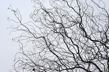 Leafless Tree Branches Perspective. Top Of Trees Against Sky