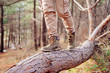 View of hiker legs on tree trunk