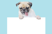 Cute Puppy Dog Pug Above Banner Look Down With Copy Scape For Label On Blue Background, Mockup Template For Gift Certificate