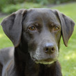 © Carmela - bruine labrador kijkt lief naar het baasje