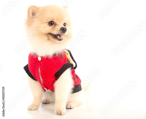 Soft Pomeranian Dog Short Hair On White Background Buy This