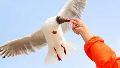 Feeding the flying seagulls.