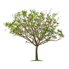 isolated plumeria tree with white flowers on white background